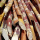 Illustration for article titled Why the Last People on Earth Will Eat Sugar Cane and Corn